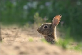 <p>KRÁLÍK DIVOKÝ (Oryctolagus cuniculus) - Mladá Boleslav ---- /European rabbit - Wildkaninchen/</p>